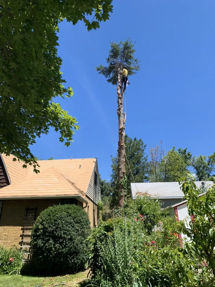 Local lawn mowing service for outdoor upgrades across West Jordan, UT - Beehive Tree Experts