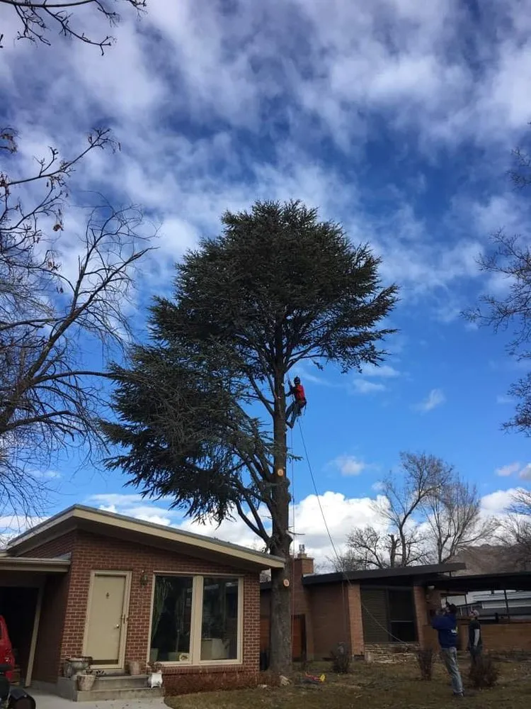 Local lawn mowing service for homes in West Jordan, UT by Beehive Tree Experts