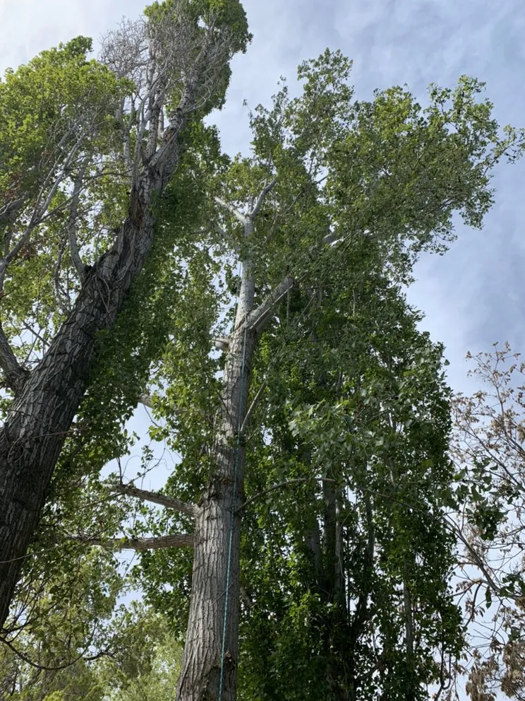 Expert lawn care service experts serving West Jordan, UT - Beehive Tree Experts