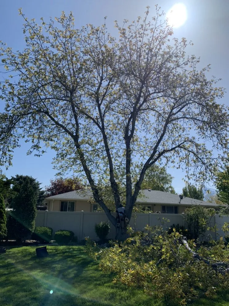 Affordable residential landscaping near you across West Jordan, UT - Beehive Tree Experts