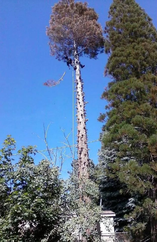 Top-rated yard maintenance with custom design in West Jordan, UT by Beehive Tree Experts