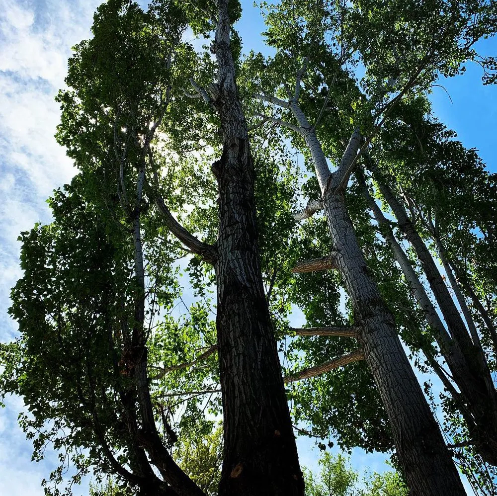 Trusted landscape installation near you in West Jordan, UT by Beehive Tree Experts