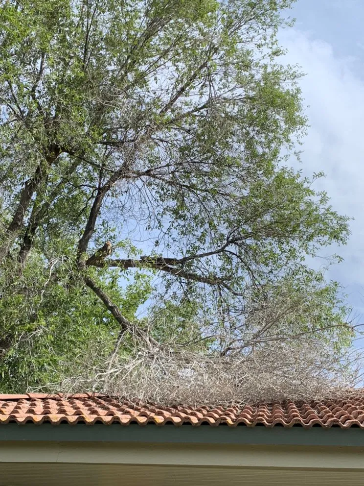 Expert lawn care service for outdoor upgrades in West Jordan, UT by Beehive Tree Experts