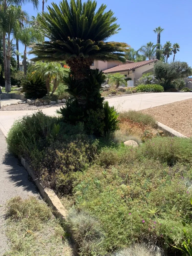 Trusted yard cleanup service in Redlands, CA by Bee's Hauling