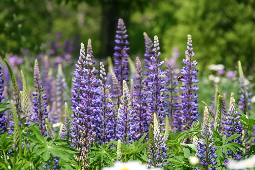 Local landscape installation in West Tisbury, MA - Beetlebung Tree Care