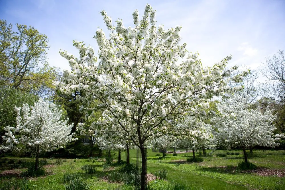 Local yard maintenance in West Tisbury, MA - Beetlebung Tree Care