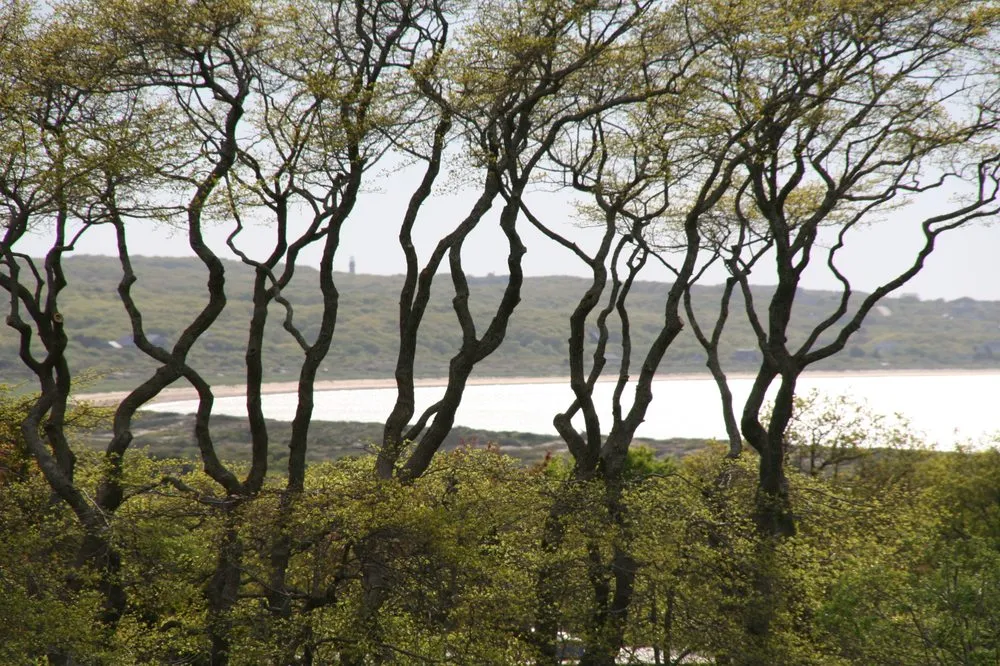 Reliable landscape installation with custom design in West Tisbury, MA by Beetlebung Tree Care