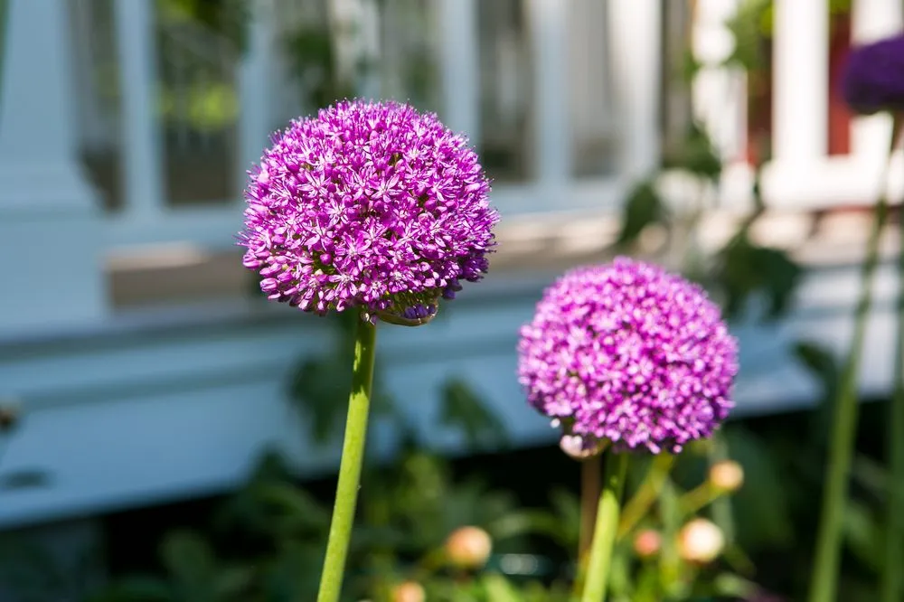 Affordable lawn care service in West Tisbury, MA - Beetlebung Tree Care