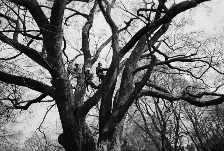 Top-rated yard cleanup service for outdoor upgrades across West Tisbury, MA - Beetlebung Tree Care