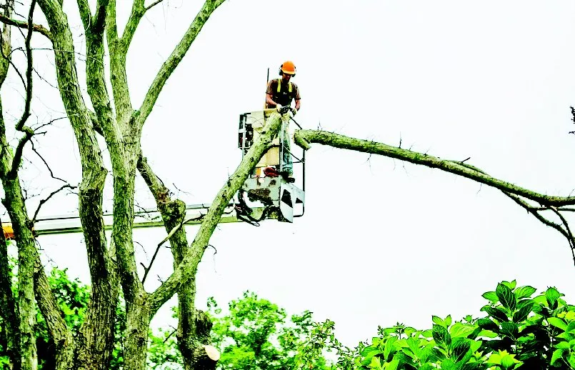 Professional lawn care service in West Tisbury, MA - Beetlebung Tree Care