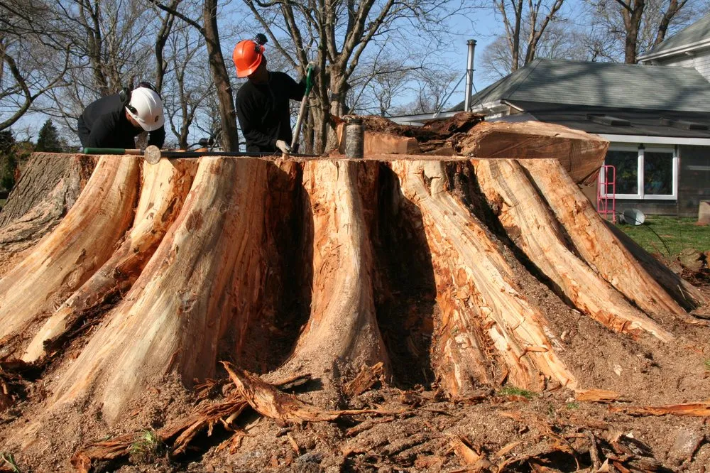 Local landscape installation in West Tisbury, MA - Beetlebung Tree Care