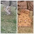 Affordable yard cleanup service for residential properties in Spotsylvania, VA by Before & After Home Improvment LLC