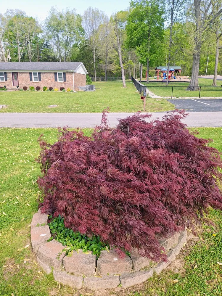 Expert yard maintenance experts serving Bowling Green, KY - Before & After Landscaping