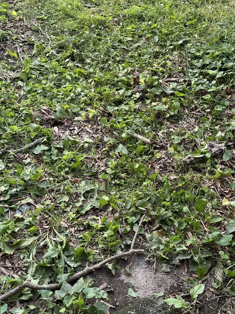 Top-rated lawn care service with custom design in Memphis, TN by Before and After Landscaping and Home Improvement