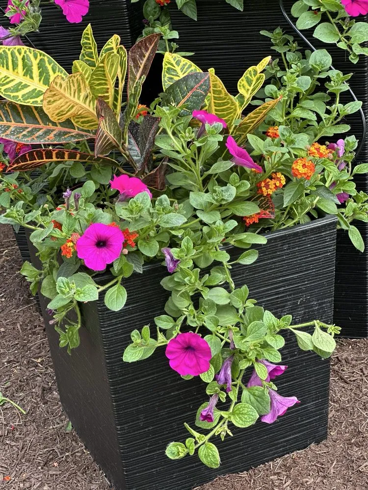 Affordable yard cleanup service for year-round maintenance in Northville, MI by Begonia Brothers