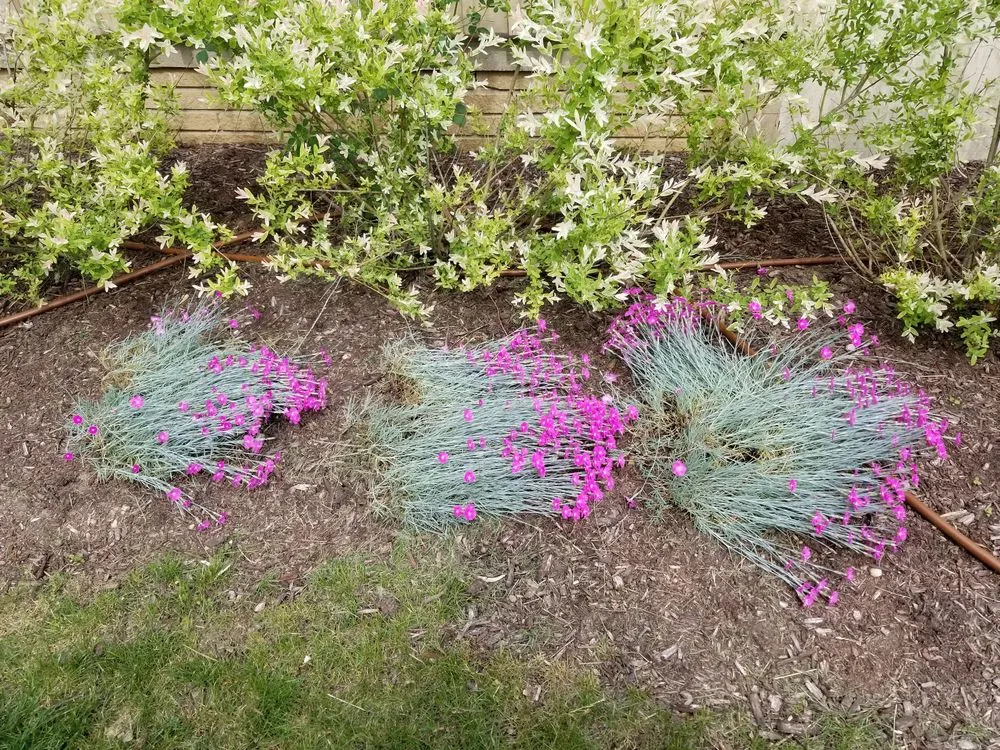 Reliable lawn mowing service with custom design across Northville, MI - Begonia Brothers