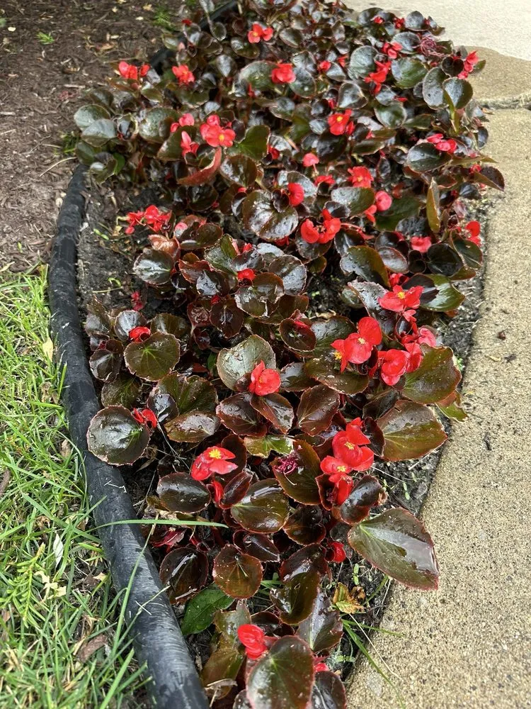 Local residential landscaping for outdoor upgrades in Northville, MI by Begonia Brothers