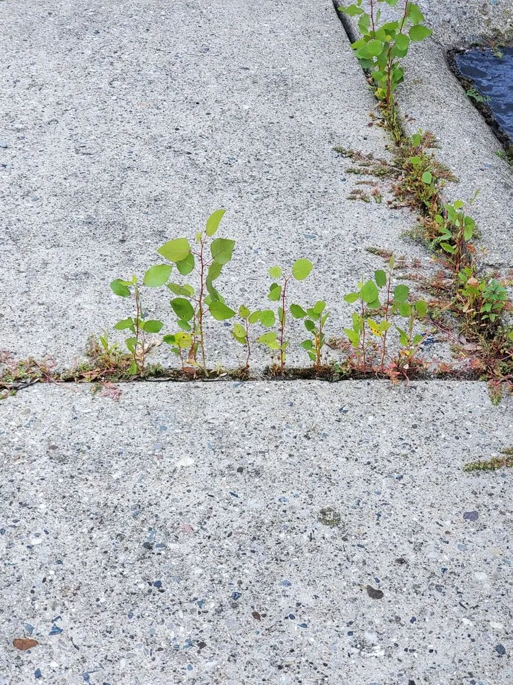 Professional lawn care service experts serving Northville, MI - Begonia Brothers