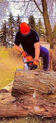 Behl's Tree & Lawn Service Logo