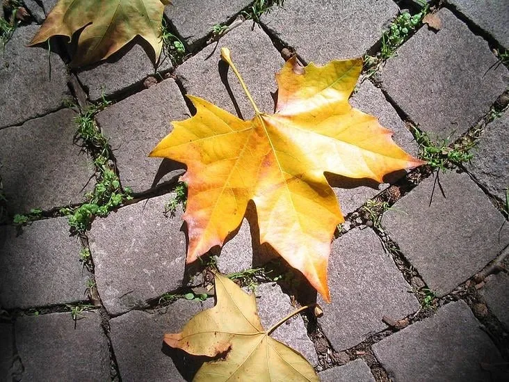 Reliable landscape design in Aurora, CO - Behm Landscaping