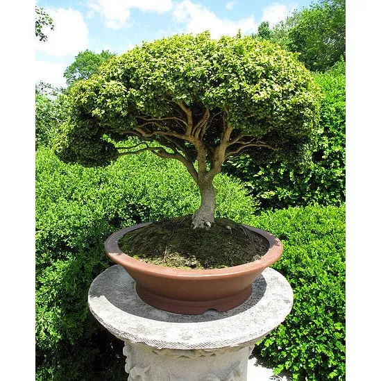 Reliable yard maintenance for residential properties across Aurora, CO - Behm Landscaping