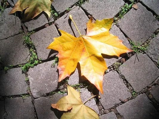 Behm Landscaping Logo