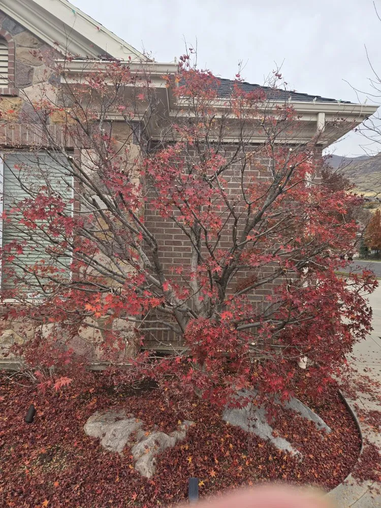 Reliable lawn mowing service in Taylorsville, UT by Behunin Tree