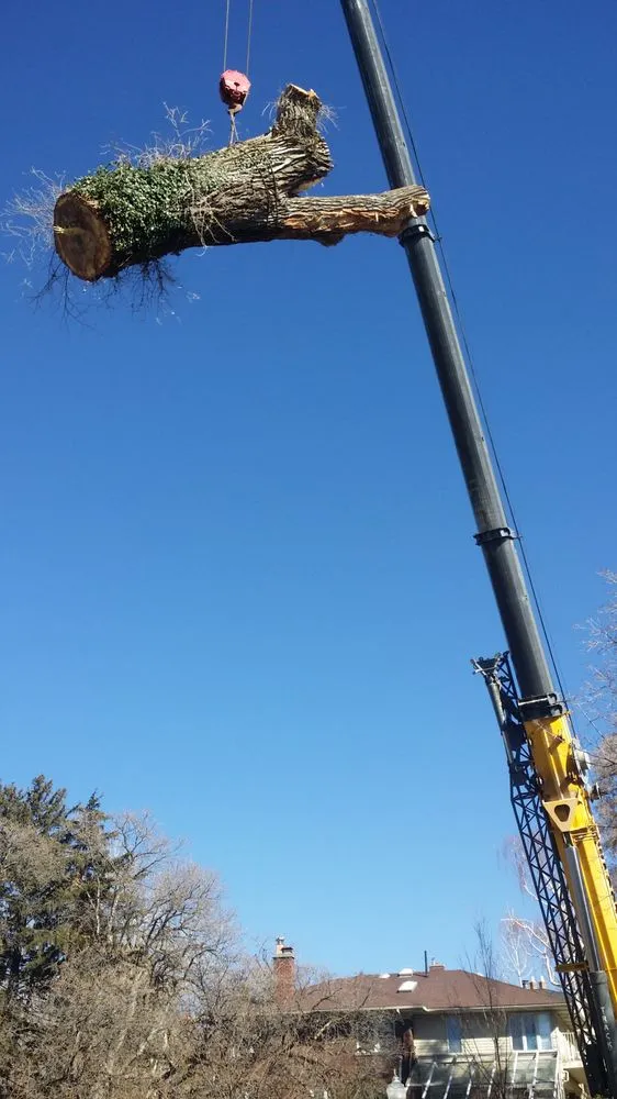 Affordable landscape installation for residential properties across Taylorsville, UT - Behunin Tree