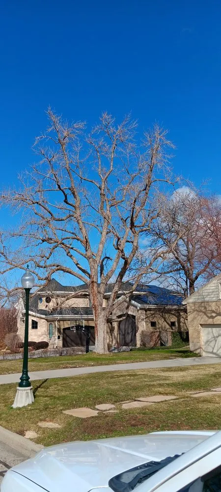 Reliable yard maintenance for year-round maintenance in Taylorsville, UT by Behunin Tree