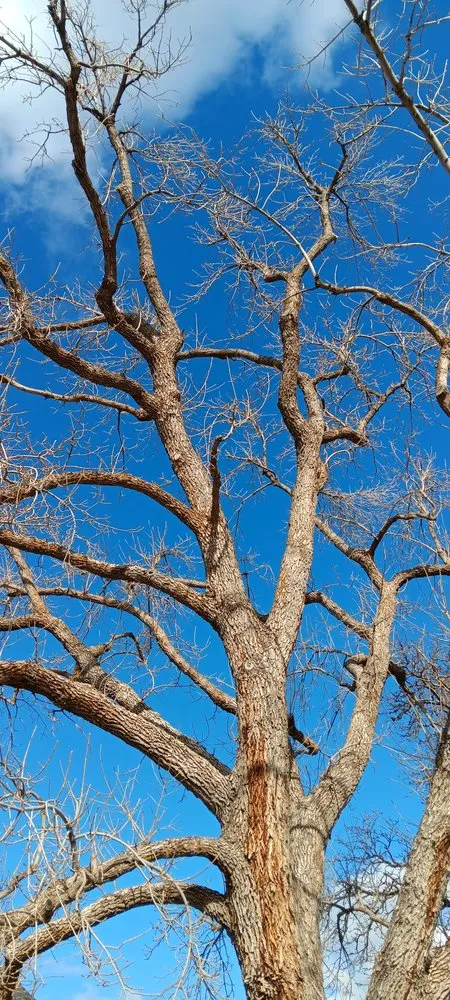 Custom landscape design experts serving Taylorsville, UT - Behunin Tree