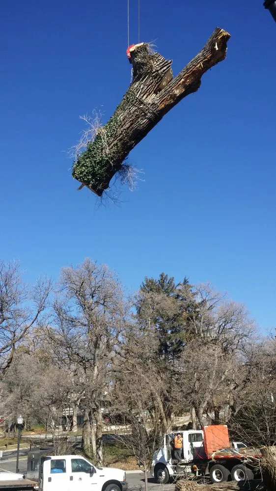 Trusted lawn mowing service for beautiful yards across Taylorsville, UT - Behunin Tree