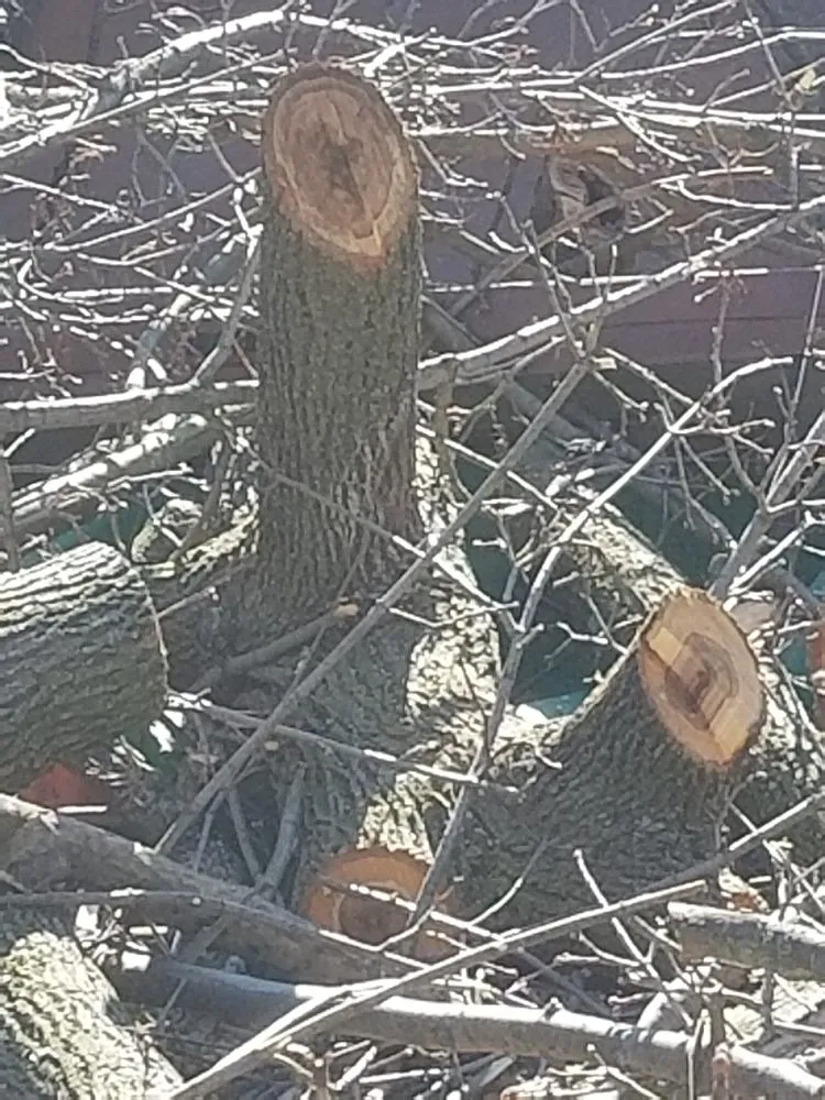 Custom yard maintenance in Allentown, PA - Beidler Tree Service