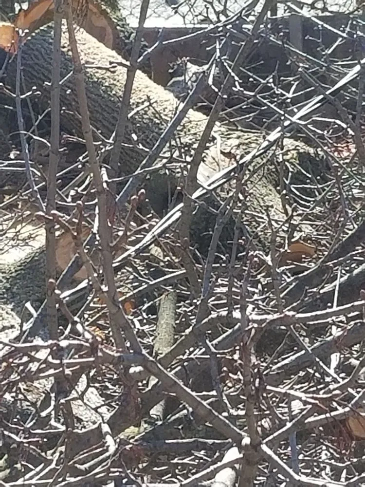 Affordable lawn mowing service in Allentown, PA - Beidler Tree Service