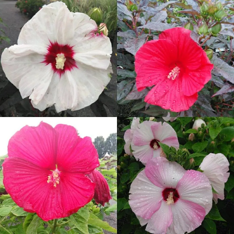 Reliable yard maintenance near you across Cloverdale, OH - Beining Nursery & Landscaping