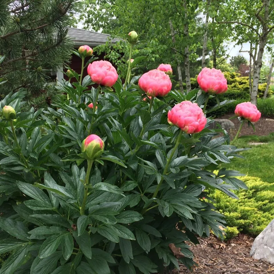 Expert landscaping services experts serving Cloverdale, OH - Beining Nursery & Landscaping