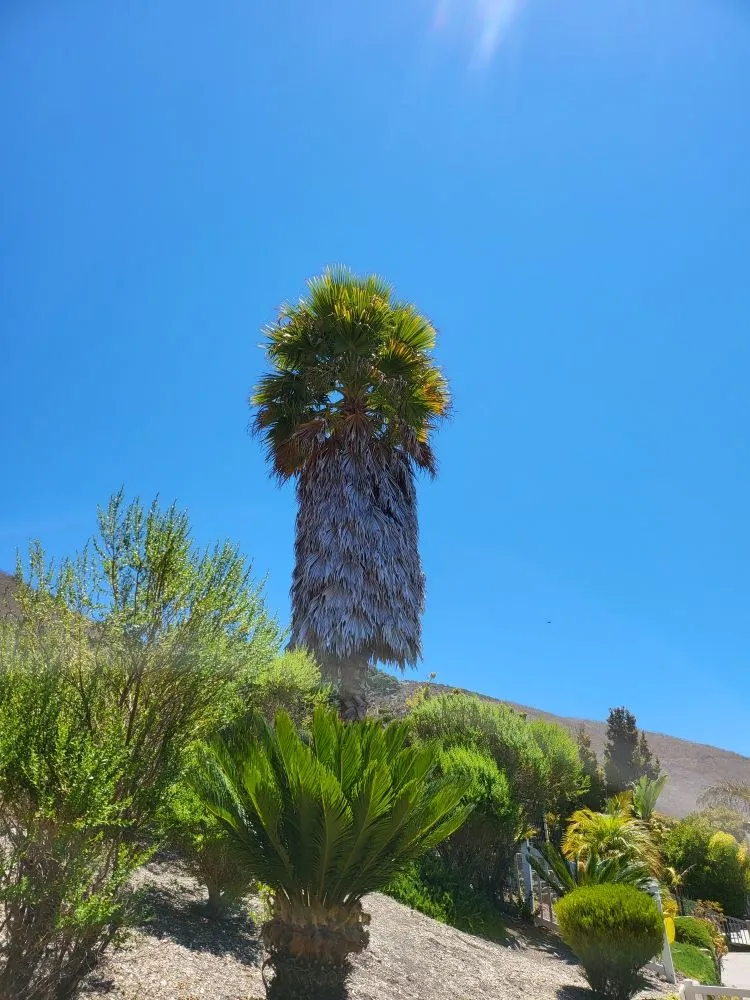 Professional yard maintenance for year-round maintenance across San Luis Obispo, CA - Bela Vasquez Landscape Services