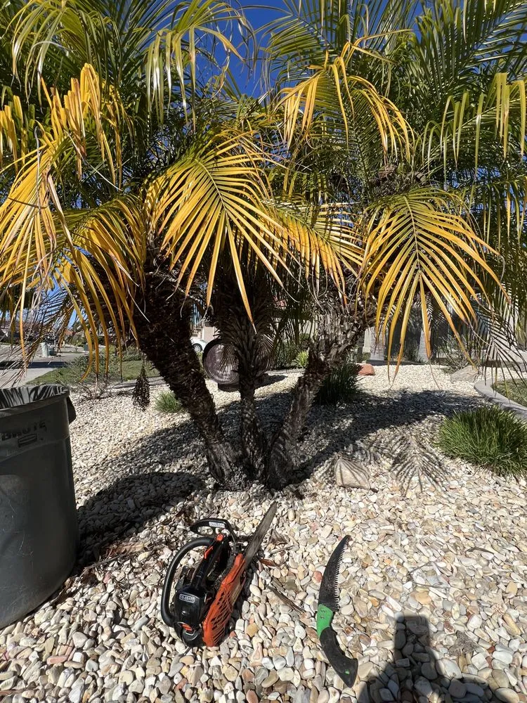 Custom lawn care service experts serving San Luis Obispo, CA - Bela Vasquez Landscape Services