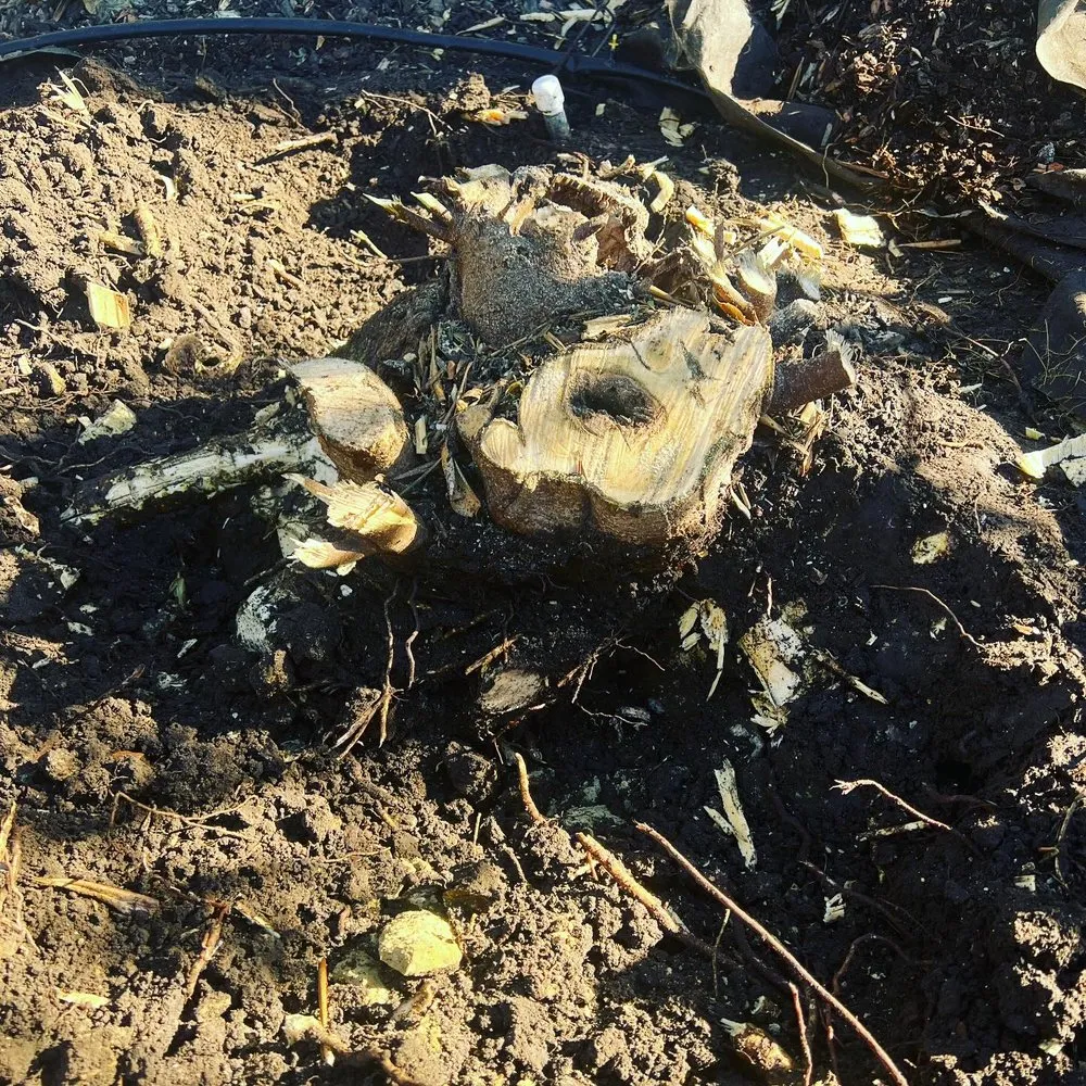 Trusted yard maintenance in San Luis Obispo, CA - Bela Vasquez Landscape Services