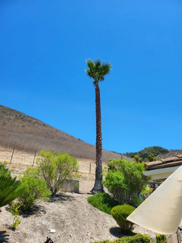 Reliable residential landscaping in San Luis Obispo, CA - Bela Vasquez Landscape Services