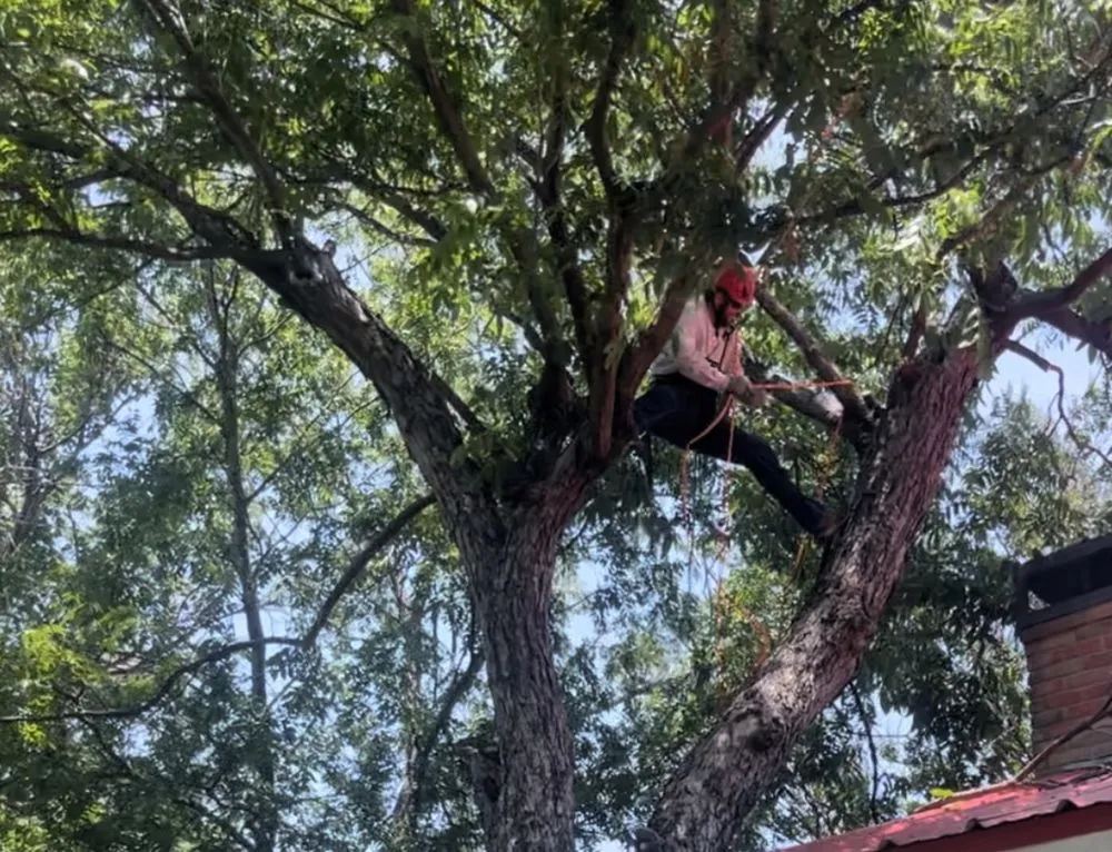 Custom landscape design experts serving Dallas, TX - Beleaf