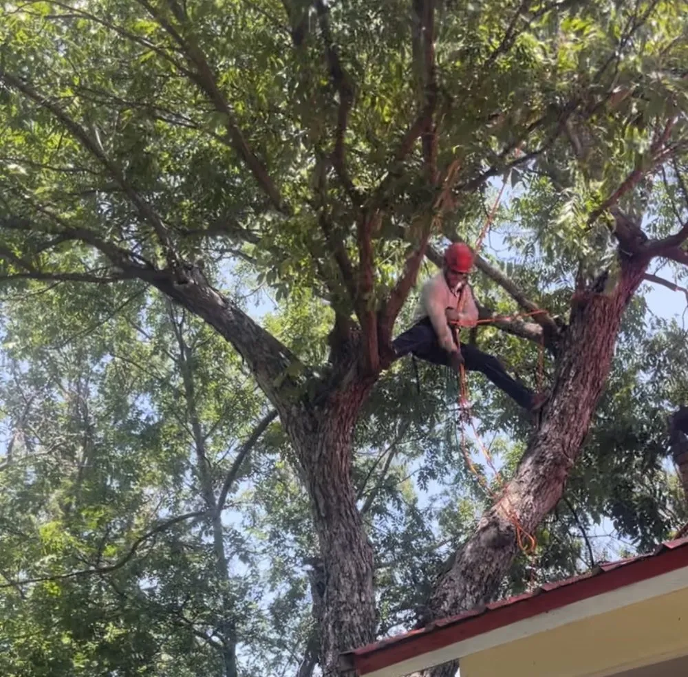 Custom residential landscaping in Dallas, TX - Beleaf