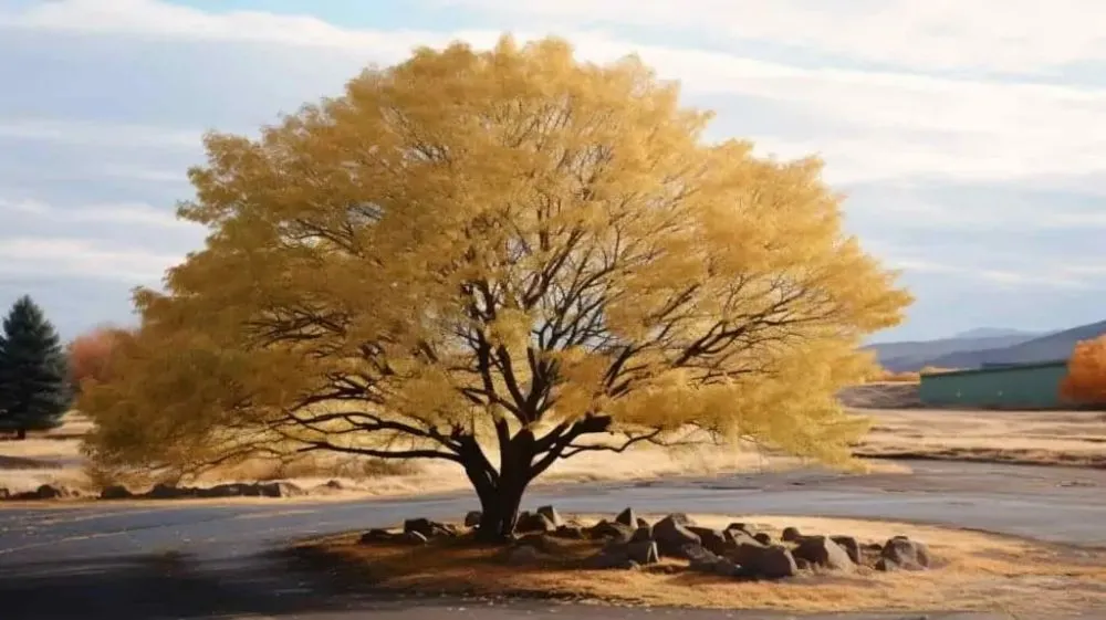 Expert lawn care service in Sun City, CA by Believe It Landscape & Maintenance