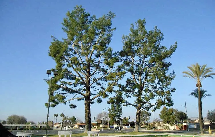 Professional landscape design for year-round maintenance across Tempe, AZ - Bell de Mar Landscaping & Maintenance