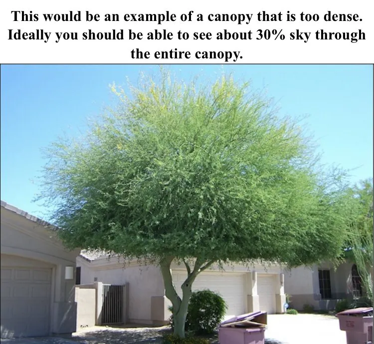 Custom yard cleanup service experts serving Tempe, AZ - Bell de Mar Landscaping & Maintenance