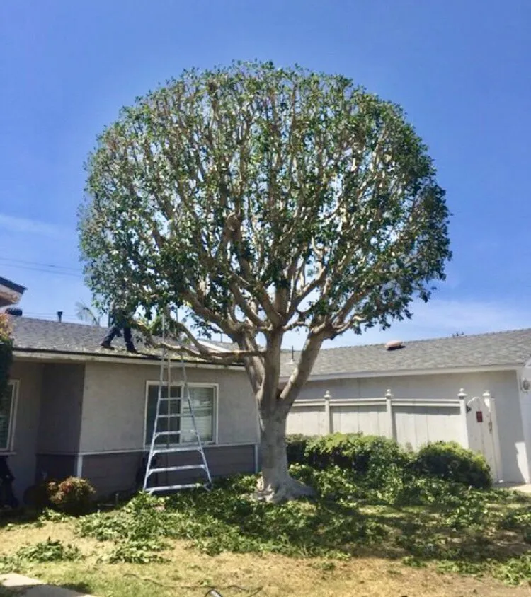 Local lawn care service with custom design in Tempe, AZ by Bell de Mar Landscaping & Maintenance