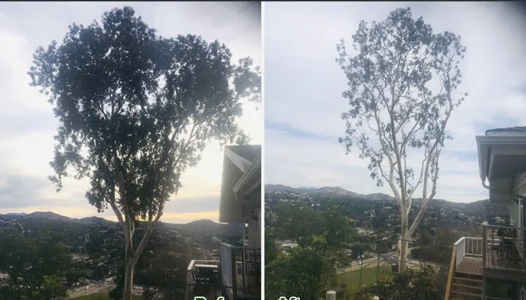 Top-rated lawn mowing service in Tempe, AZ - Bell de Mar Landscaping & Maintenance