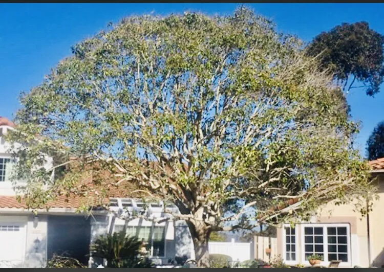 Reliable outdoor landscaping experts serving Tempe, AZ - Bell de Mar Landscaping & Maintenance