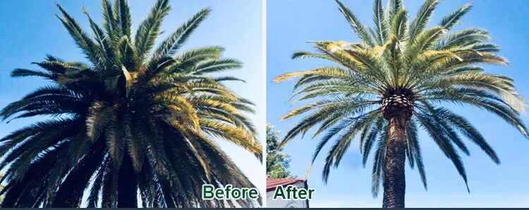 Professional landscape design in Tempe, AZ by Bell de Mar Landscaping & Maintenance