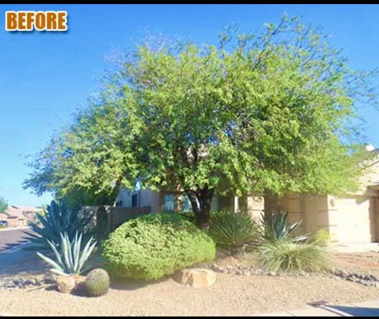 Local outdoor landscaping experts serving Tempe, AZ - Bell de Mar Landscaping & Maintenance