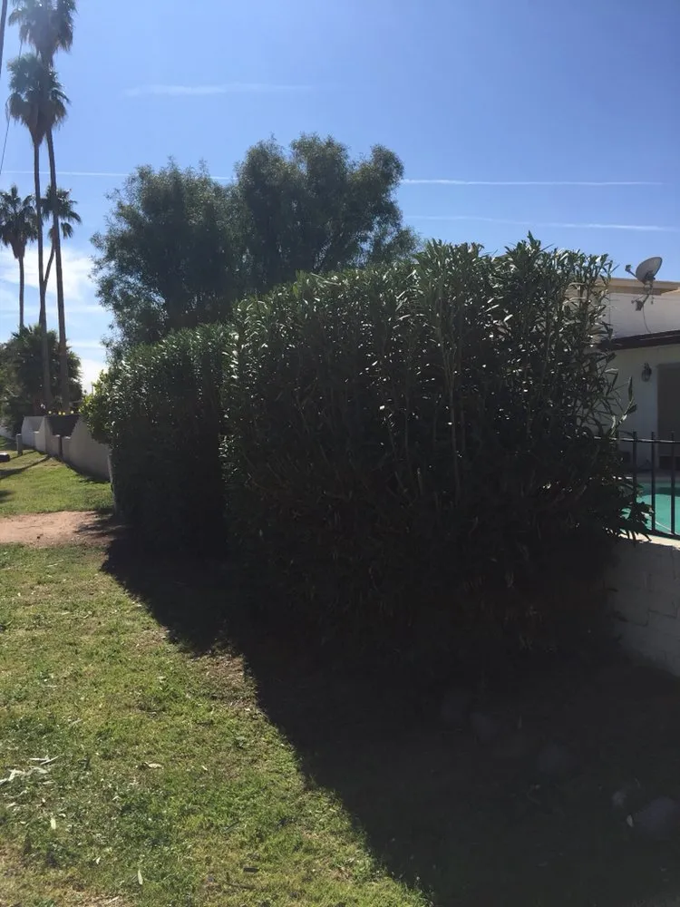 Professional residential landscaping in Tempe, AZ by Bell de Mar Landscaping & Maintenance